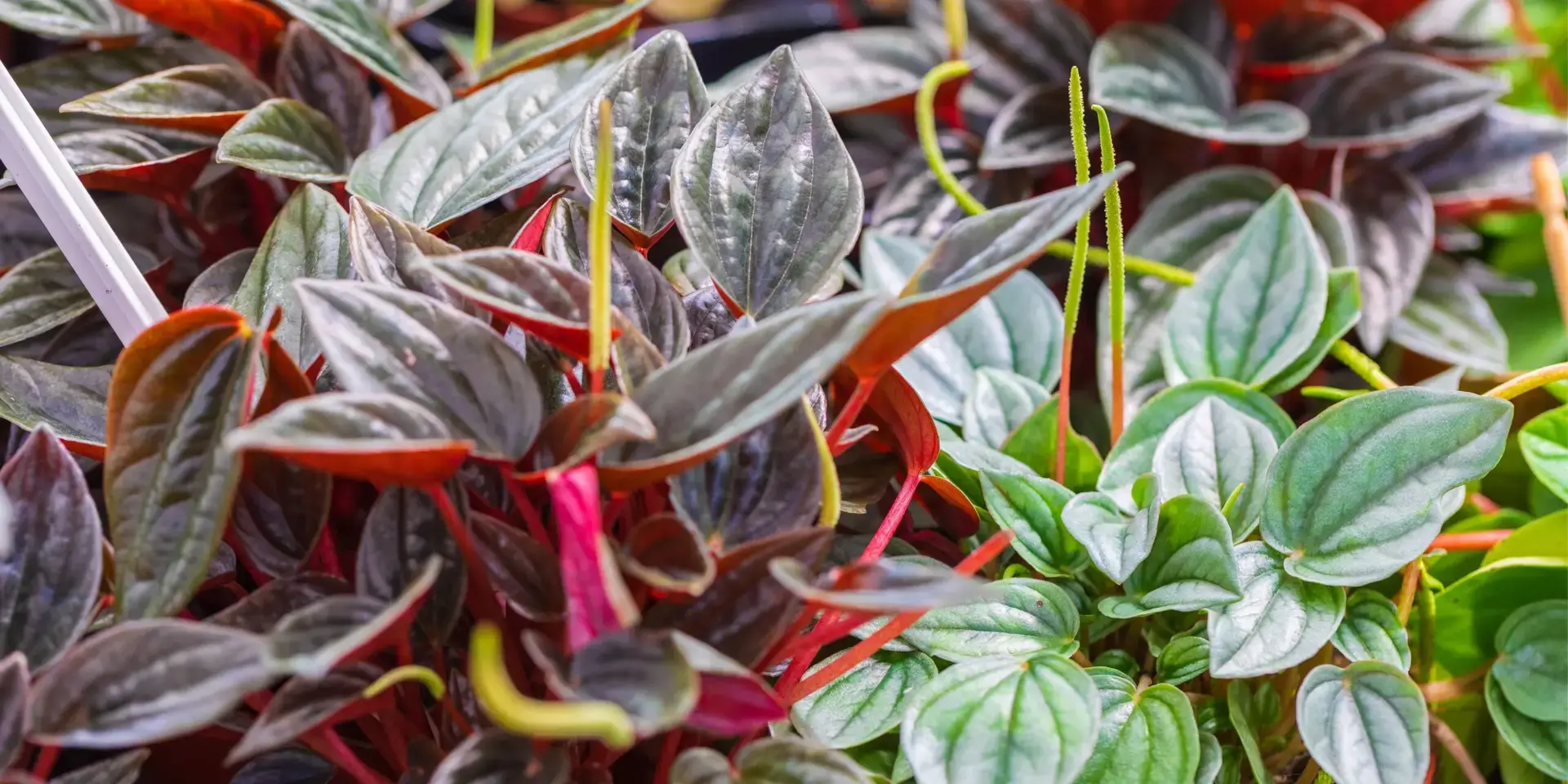 peperomia-rostlinkovo