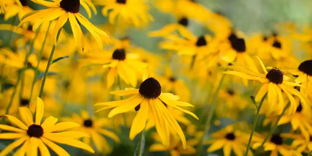 Třapatka-rudbeckia-rostlinkovo