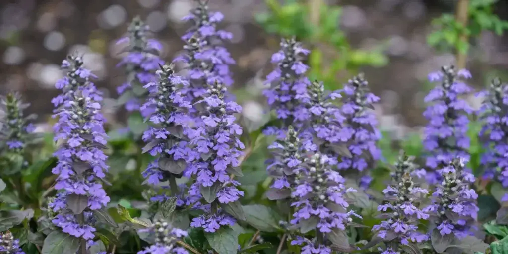 Zběhovec-plazivý-rostlinkovo