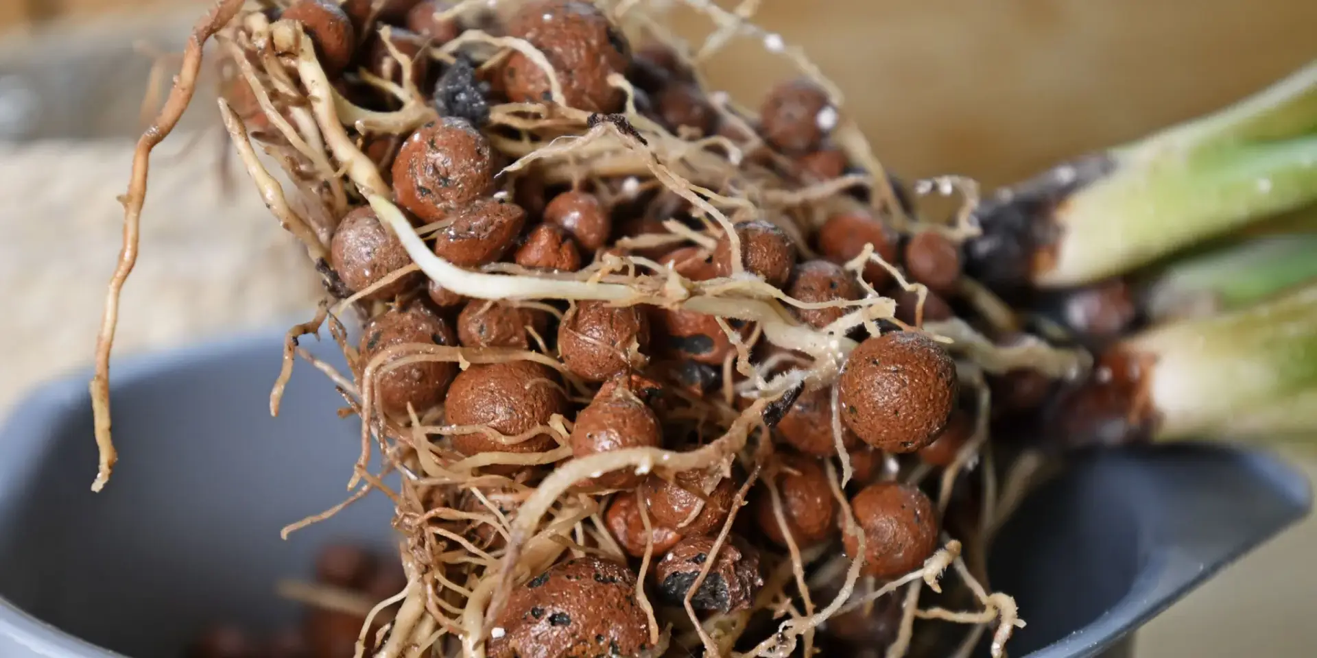 hydroponicke-pestovani-rostlin-pruvodce-rostlinkovo