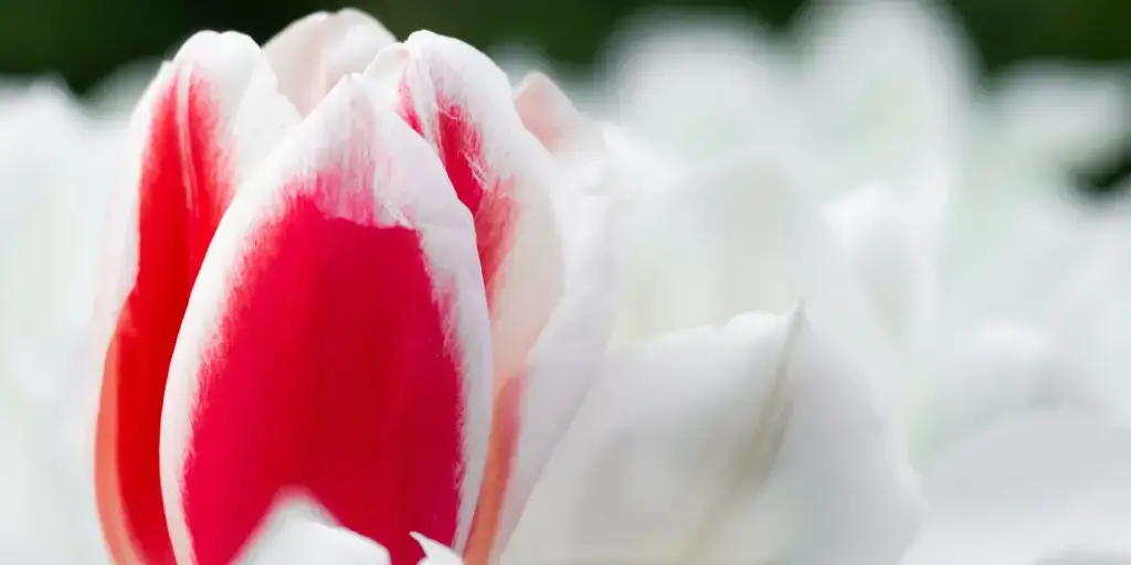 Pryskyřník-rostlinkovo