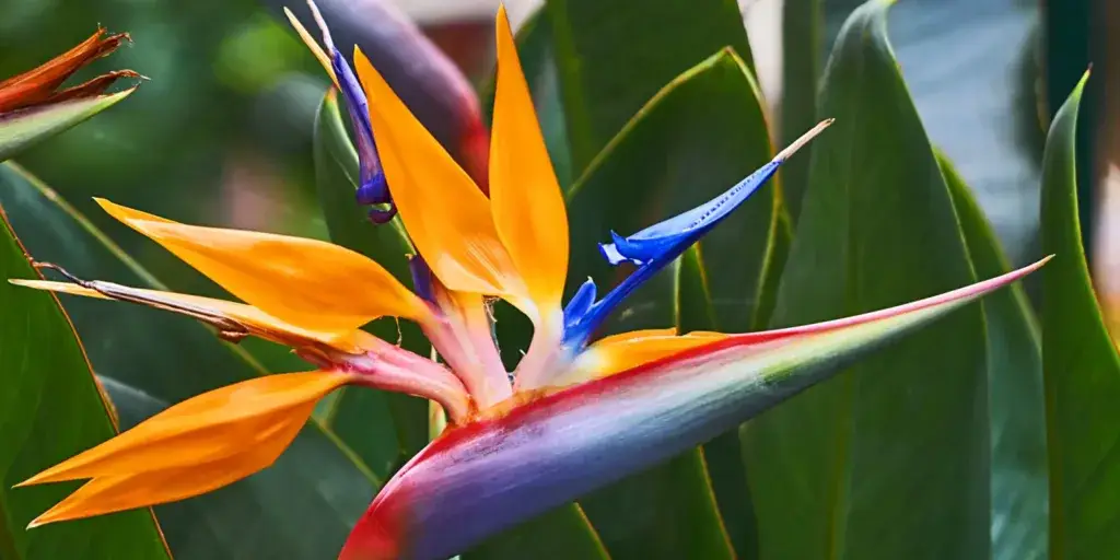 rostliny-vhodné-na-slunné-stanoviště-rostlinkovo