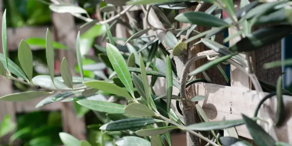 rostliny-vhodné-na-slunné-stanoviště-rostlinkovo