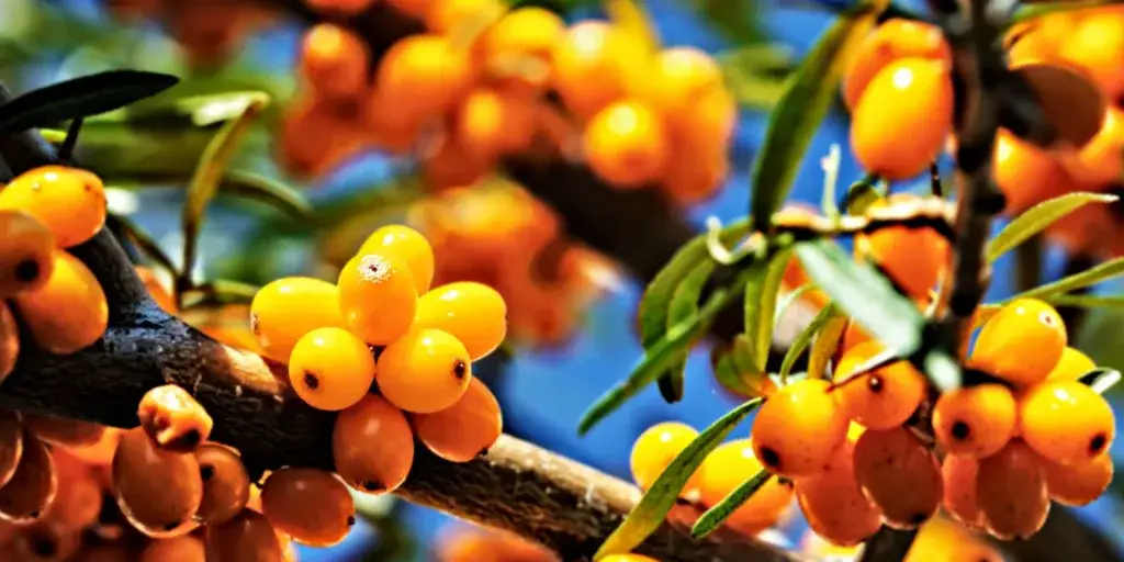 rakytník-rostlinkovo