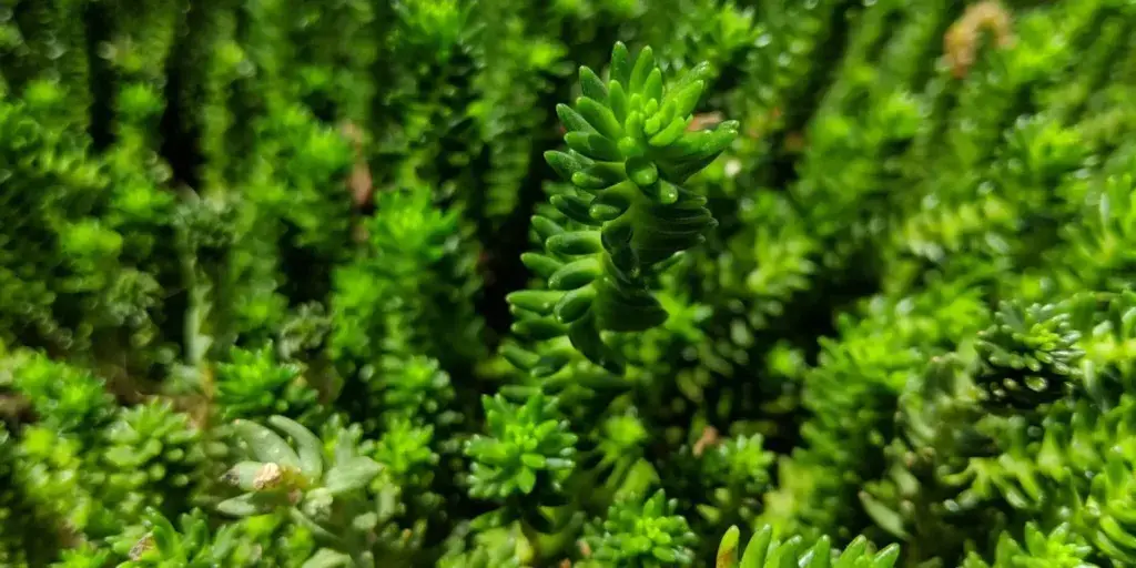 rozchodník-sedum-rostlinkovo