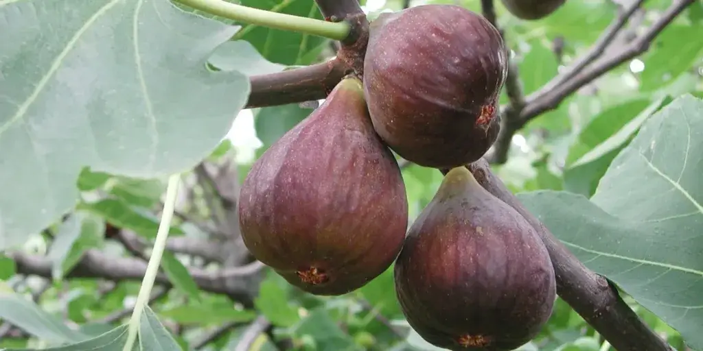 ficus-carica-pěstování-rostlinkovo