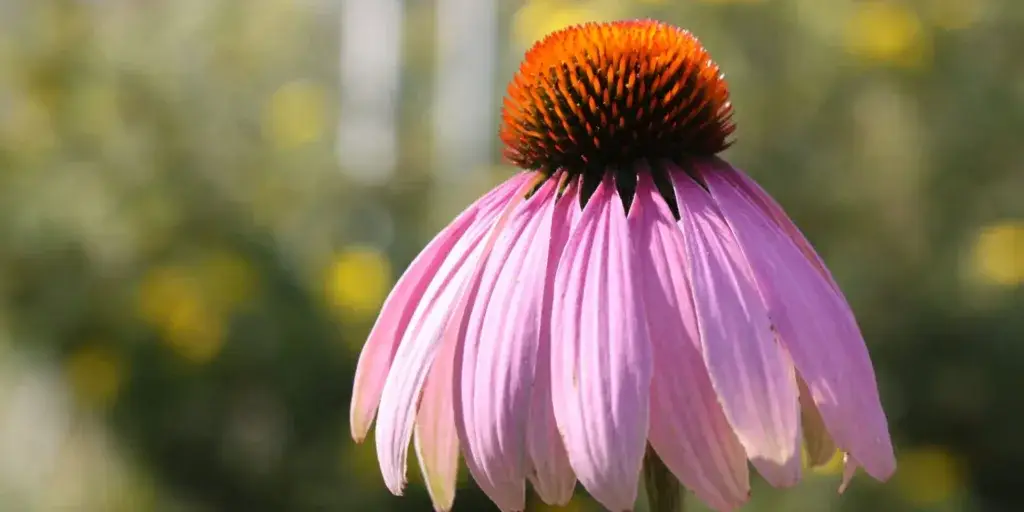 echinacea-leciva-rostlina-rostlinkovo