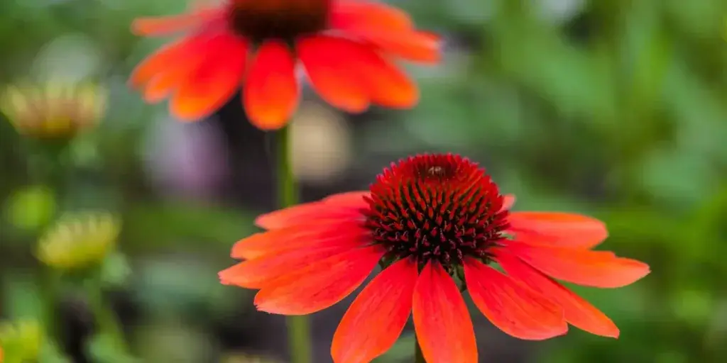 echinacea-leciva-rostlina-rostlinkovo