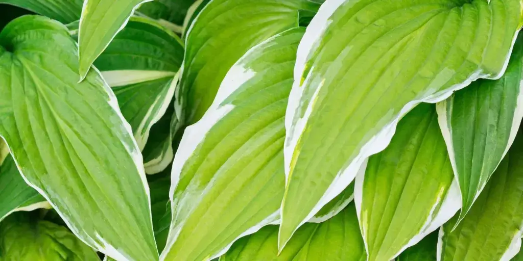 hosta-bohyška-rostlinkovo