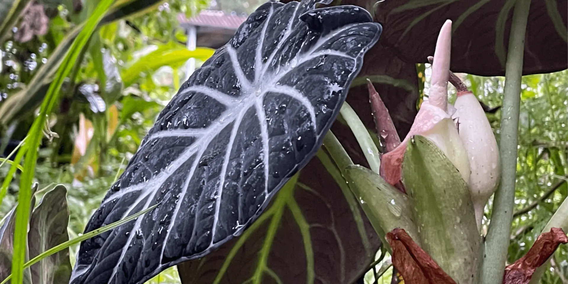 Alokázie-komplexní-průvodce-pěstováním-rostlinkovo