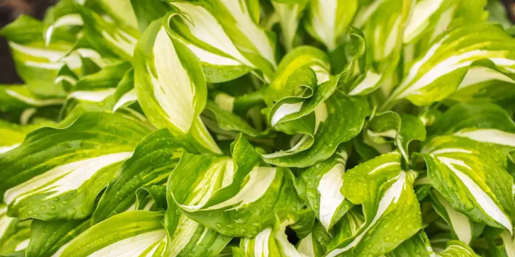 hosta-bohyška-rostlinkovo