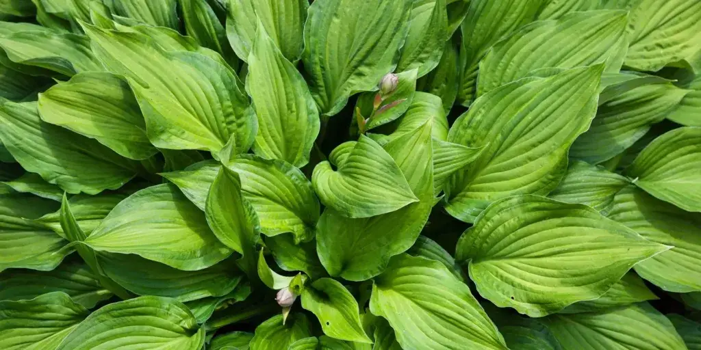 hosta-bohyška-rostlinkovo