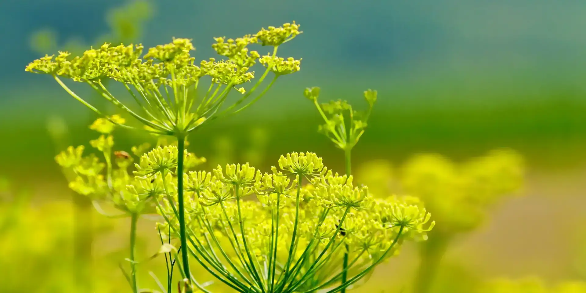 fenykl-leciva-bylina-rostlinkovo