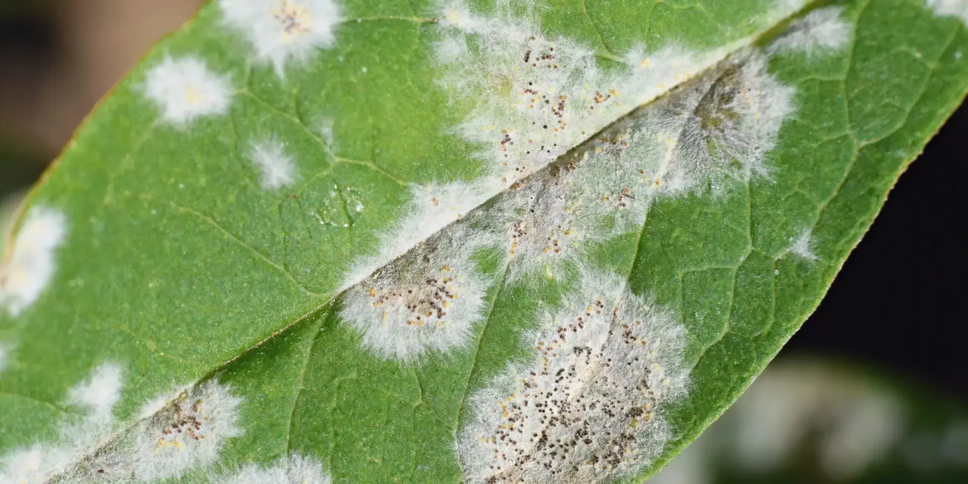 padlí-jak-se-účinně-zbavit-rostlinkovo