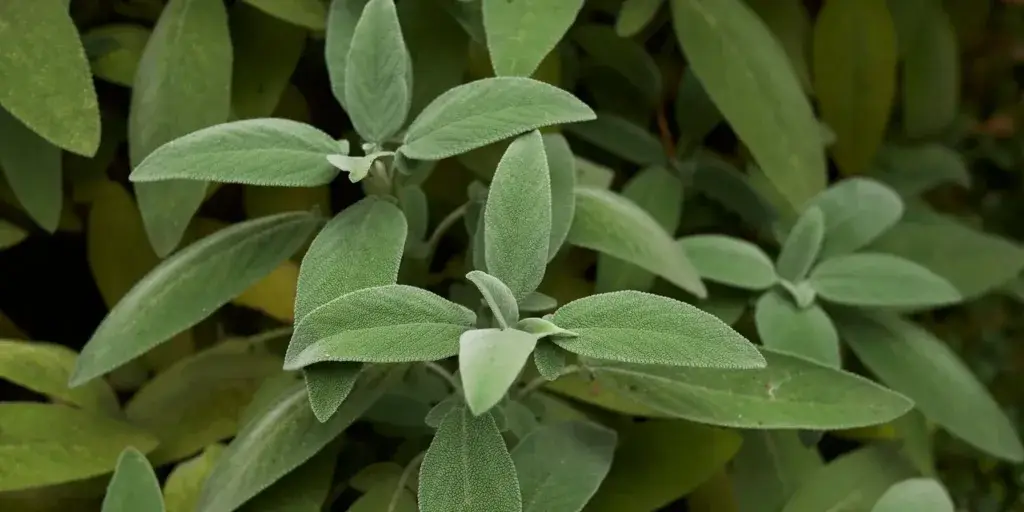 Šalvěj-lékařská-rostlinkovo