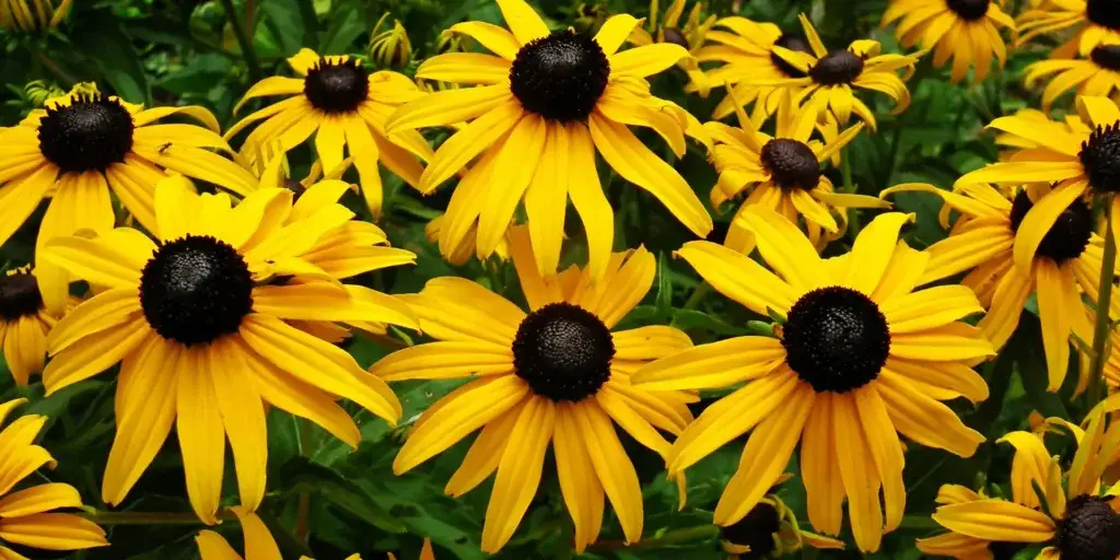 Třapatka-rudbeckia-rostlinkovo