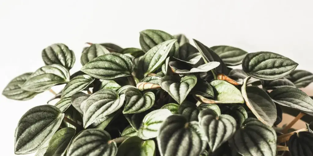 peperomia-rostlinkovo