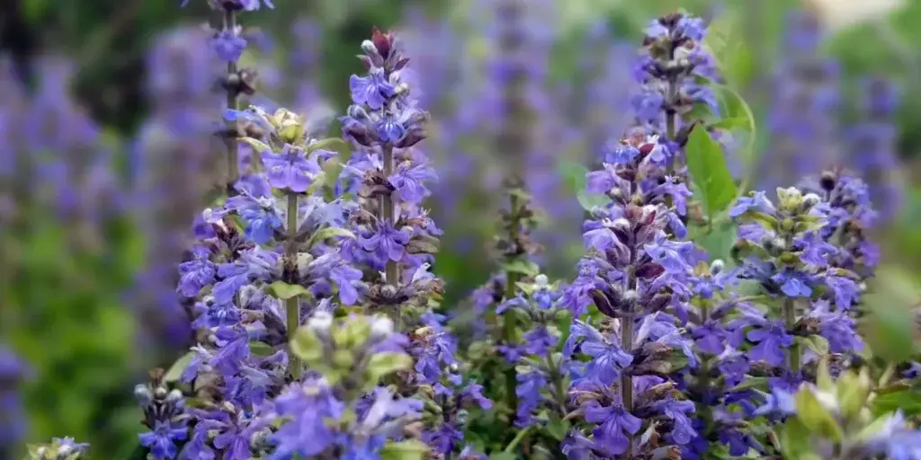 Zběhovec-plazivý-rostlinkovo