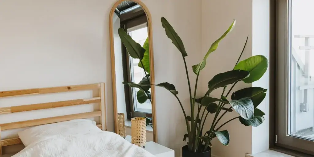 rostliny-vhodné-na-slunné-stanoviště-rostlinkovo