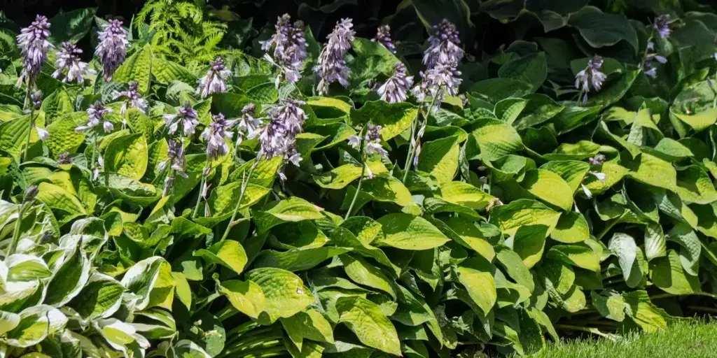 hosta-bohyška-rostlinkovo