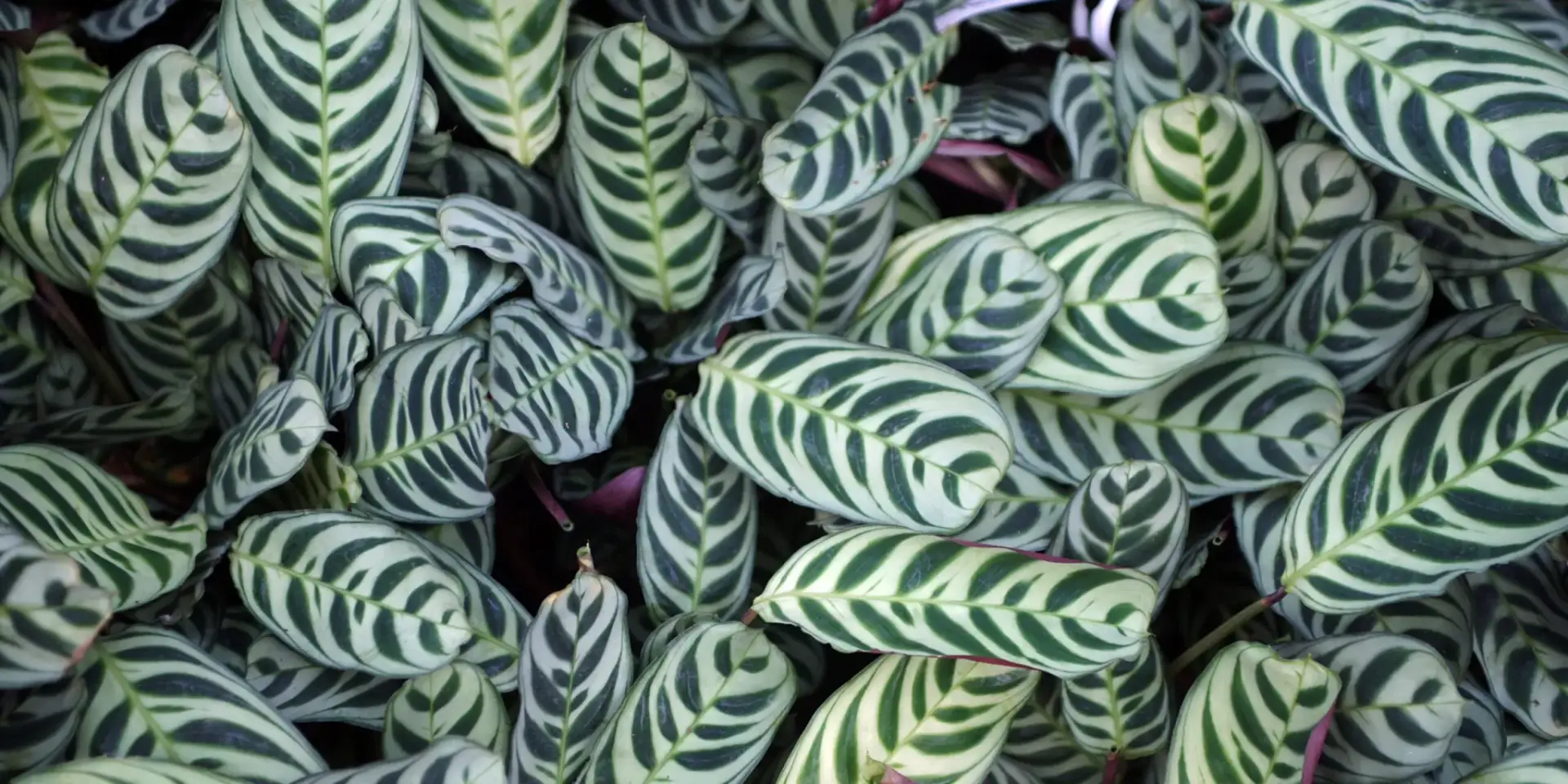 Ctenanthe-Hřebenovka-rostlinkovo