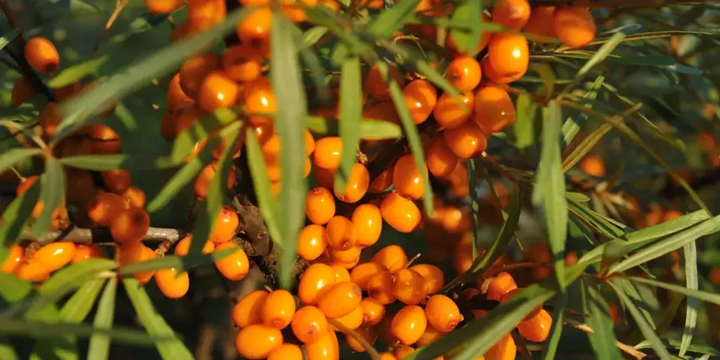 rakytník-rostlinkovo