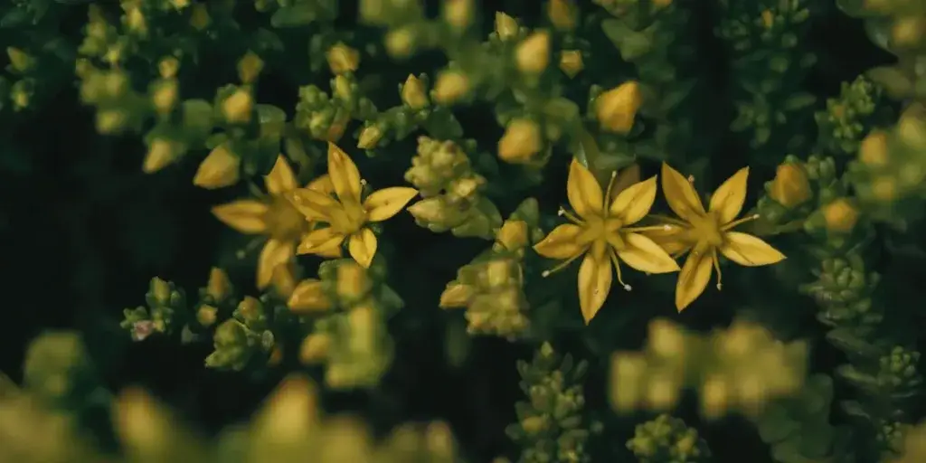 rozchodník-sedum-rostlinkovo