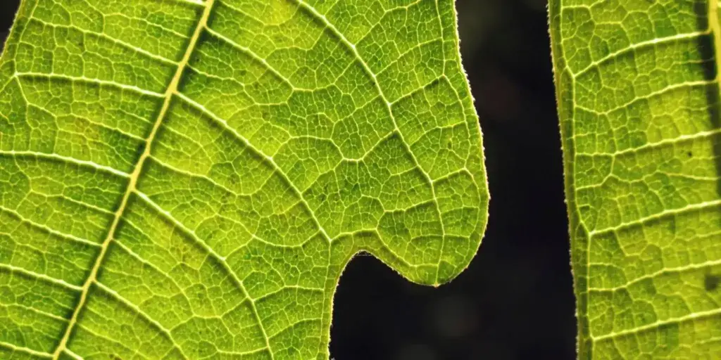 ficus-carica-pěstování-rostlinkovo