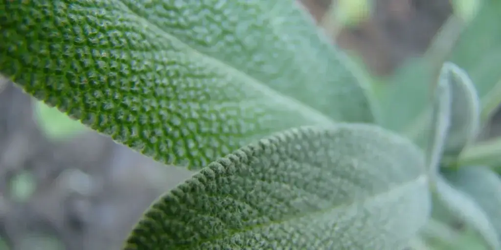 Šalvěj-lékařská-rostlinkovo