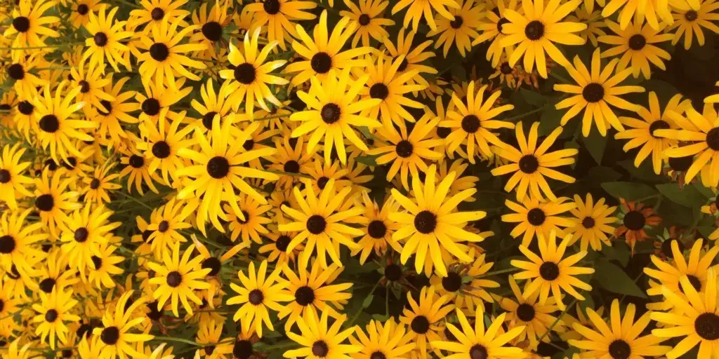 Třapatka-rudbeckia-rostlinkovo