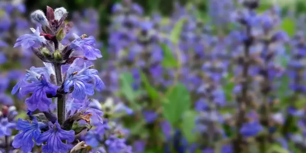 Zběhovec-plazivý-rostlinkovo
