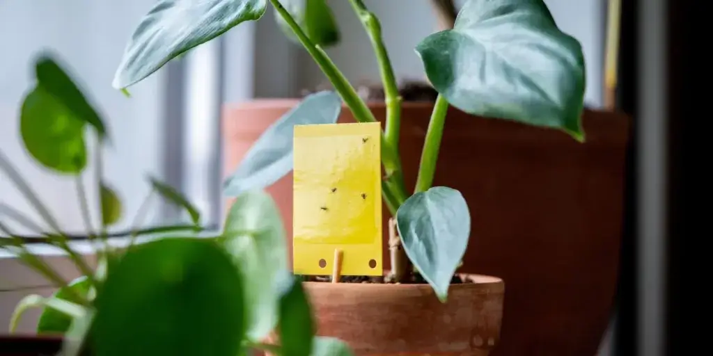 octomilky-smutnice-rostlinkovo