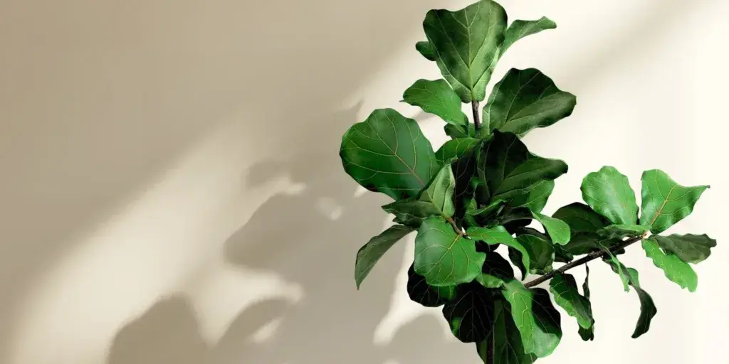 rostliny-vhodné-na-slunné-stanoviště-rostlinkovo