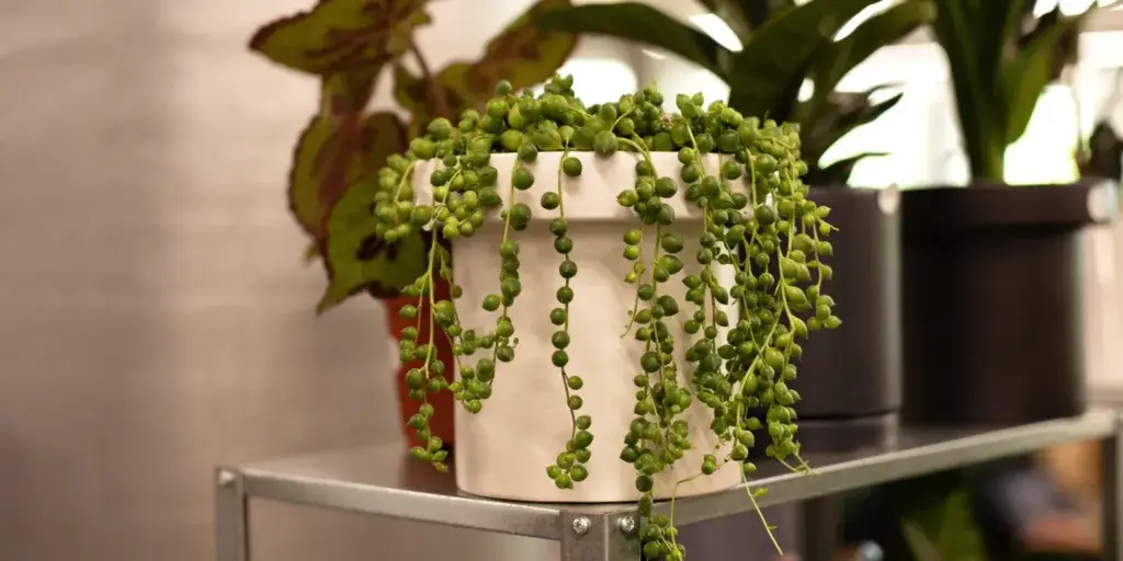 rostliny-vhodné-na-slunné-stanoviště-rostlinkovo