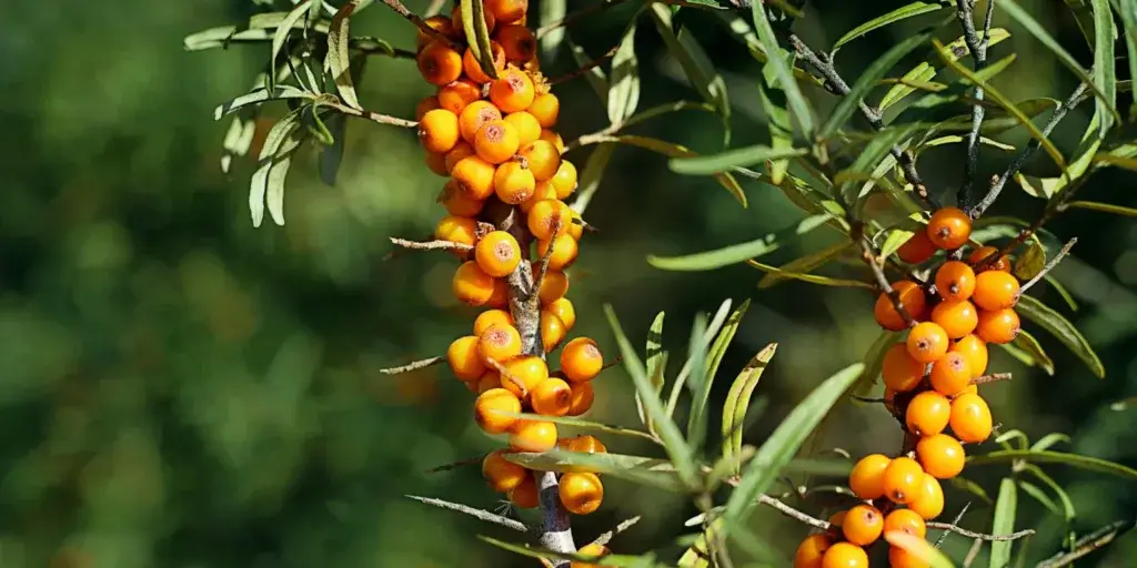 rakytník-rostlinkovo