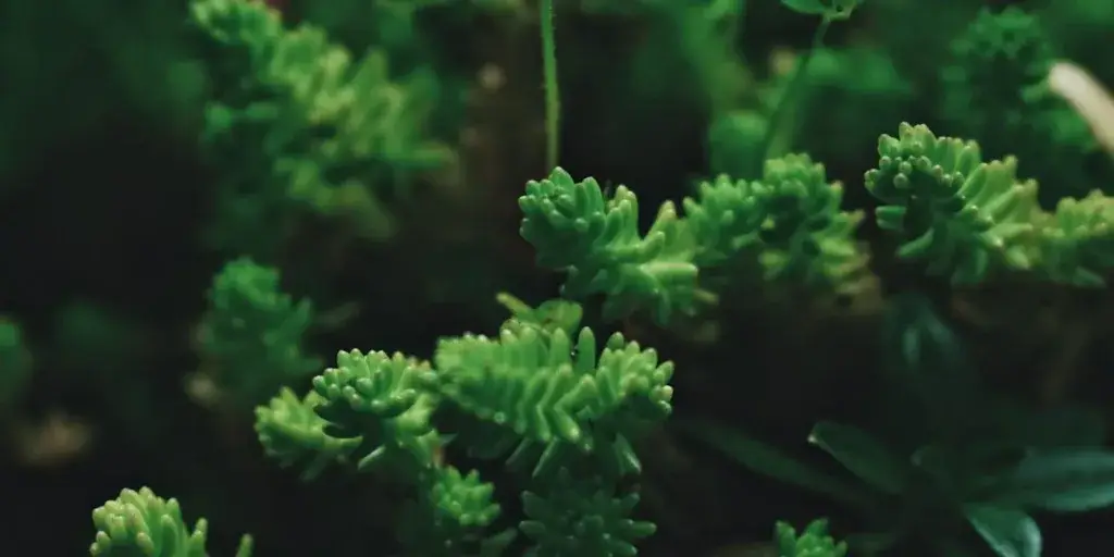 rozchodník-sedum-rostlinkovo