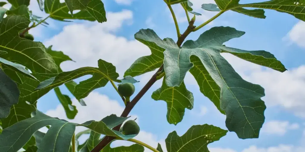 ficus-carica-pěstování-rostlinkovo