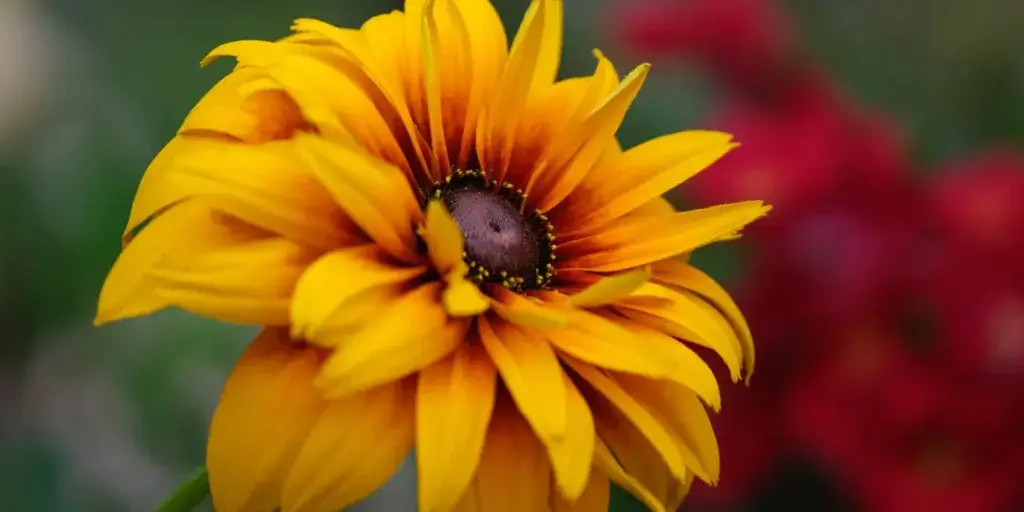 Třapatka-rudbeckia-rostlinkovo