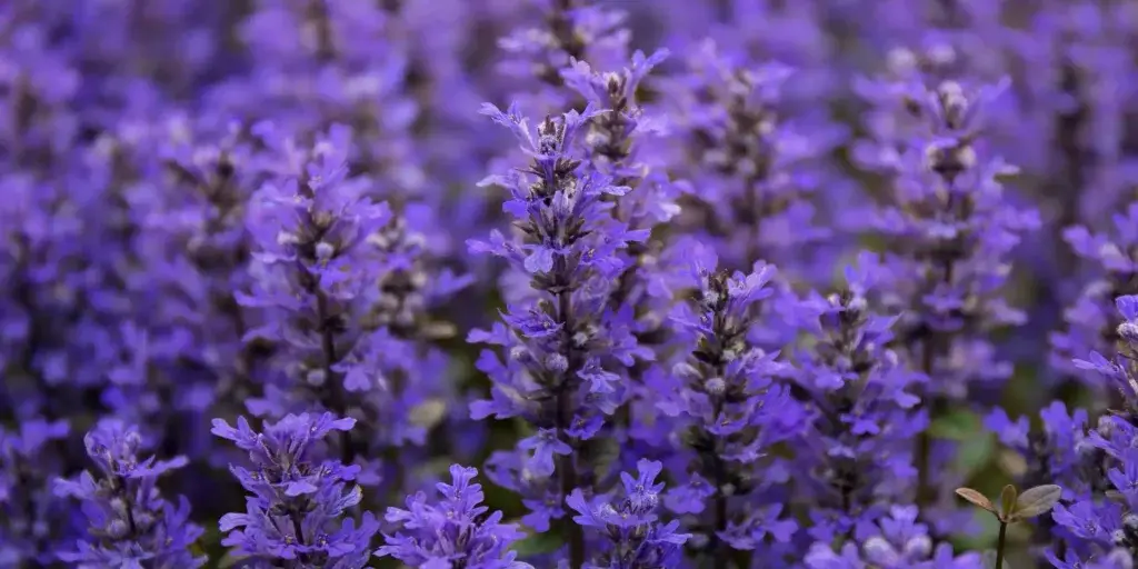 Zběhovec-plazivý-rostlinkovo