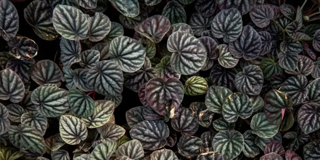 peperomia-rostlinkovo