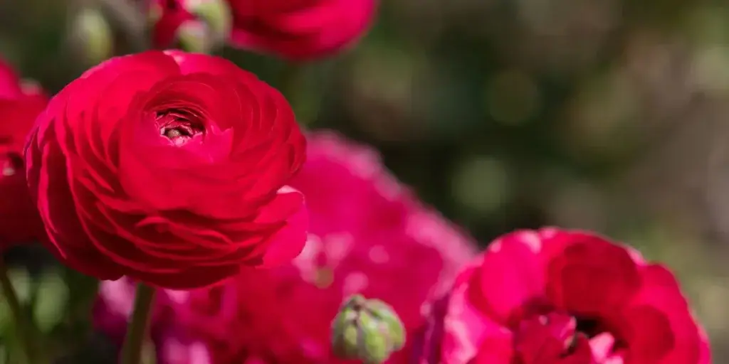 Pryskyřník-rostlinkovo