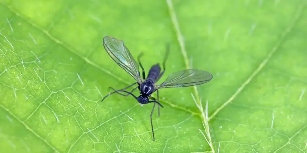 octomilky-smutnice-rostlinkovo