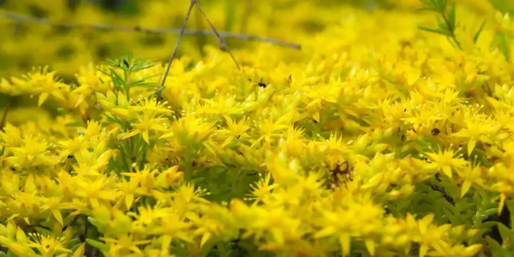 rozchodník-sedum-rostlinkovo