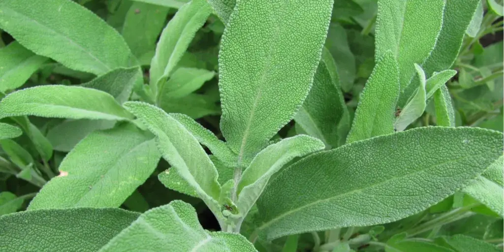 Šalvěj-lékařská-rostlinkovo