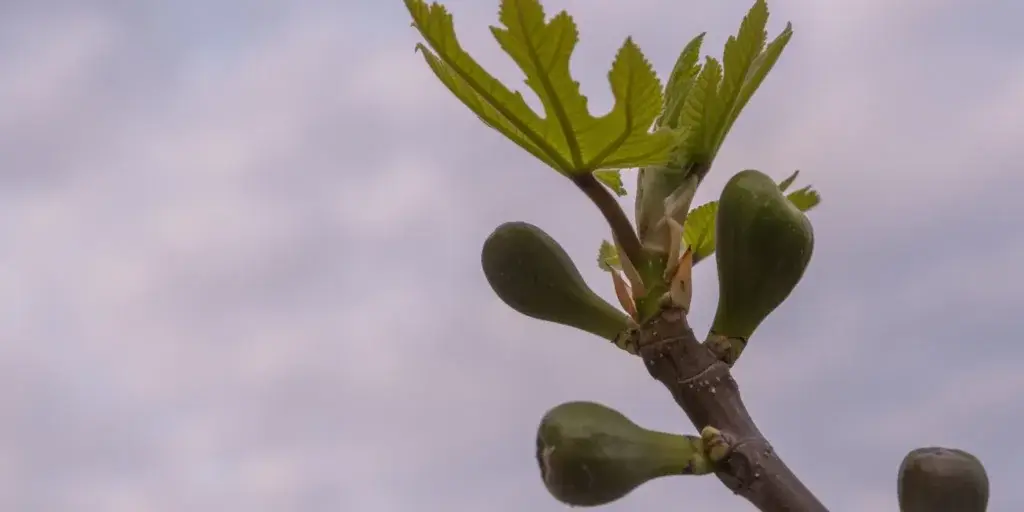 ficus-carica-pěstování-rostlinkovo