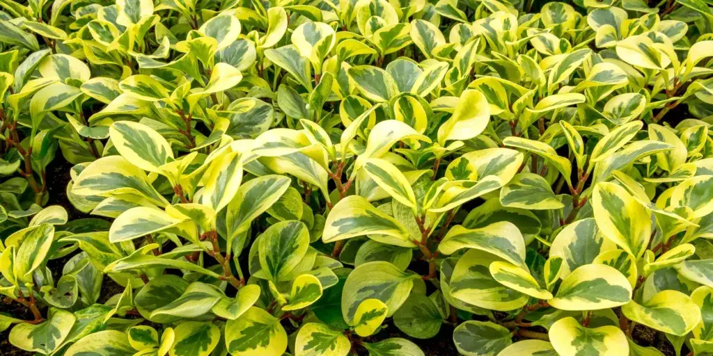 peperomia-rostlinkovo