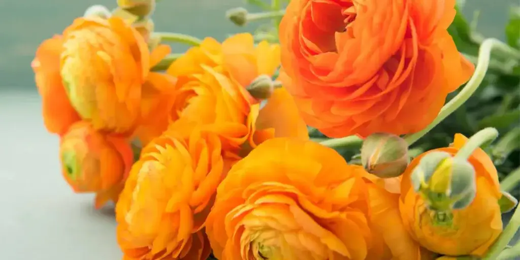 Pryskyřník-rostlinkovo