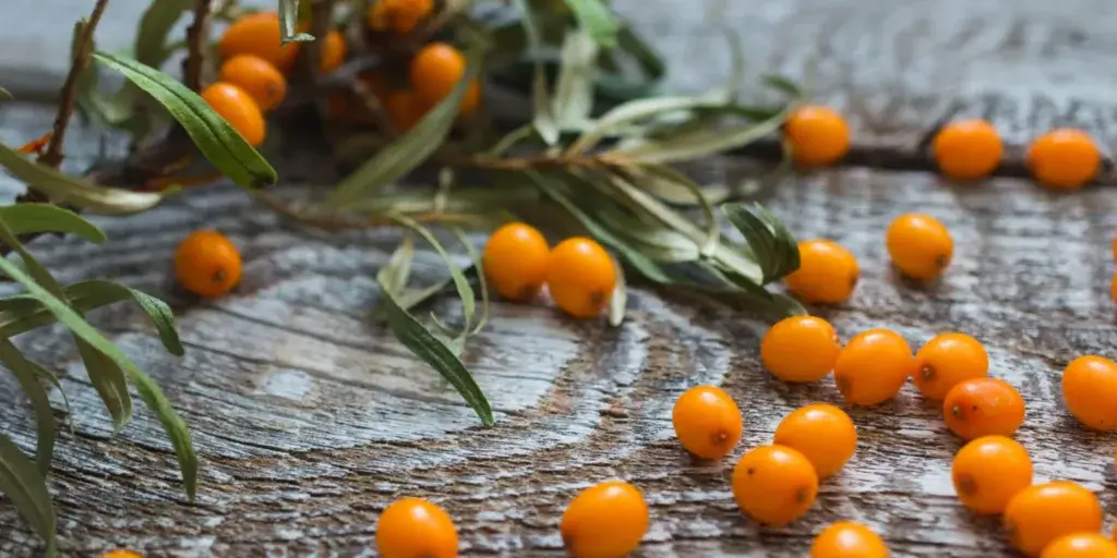 rakytník-rostlinkovo