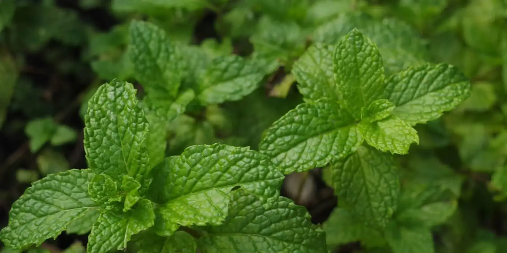 Léčivé-bylinky-rostlinkovo