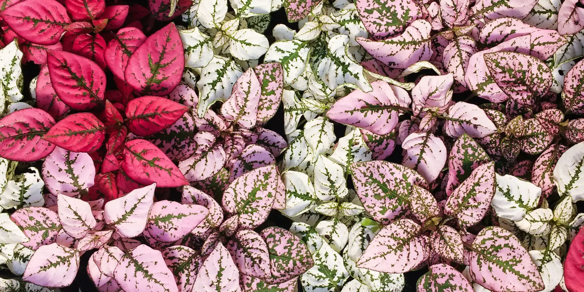 hypoestes-barenvá-rostlina-rostlinkovo